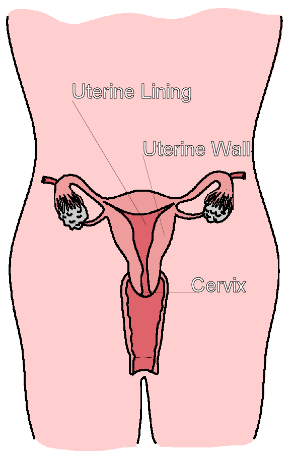 illustration of the female reproductive organs
