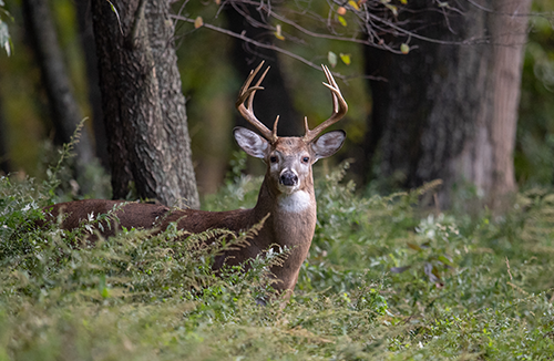 buck standing in woods