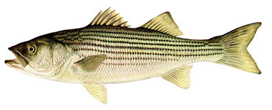 picture of a striped bass