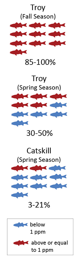 Illustration showing an angler's chances of catching a striped bass with PCB levels over 1ppm in different fishing locations and seasons on the Hudson - Troy during the fall 85 to 100% chance, Troy during the spring 30 to 50% chance, Catskill during the spring 3 to 21% chance