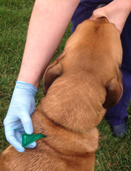 picture of dog getting flea and tick treatment