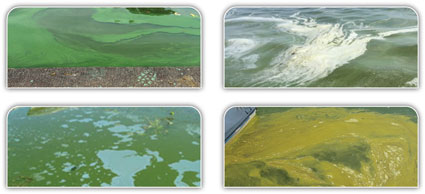 images of surface water blue-green algae blooms