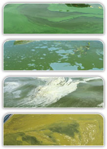 images of harmful blue-green algae blooms