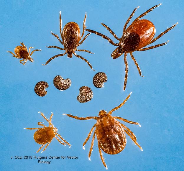 image: black-legged/deer tick nymphs and adults