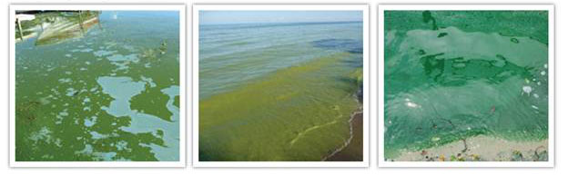 https://www.health.ny.gov/publications/2849/images/algae.jpg